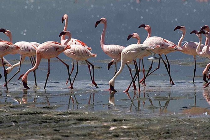 Agadir Camel Riding and flamingo river tour - Photos at the end: making the experience shareable