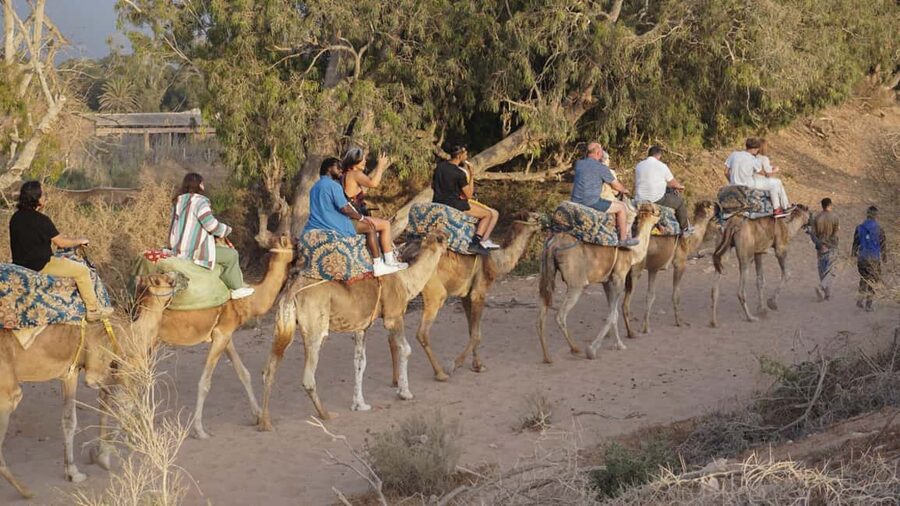 Agadir: Camel Riding Tour with Tea Drink - Best Fit: Who This Camel Tour Works For