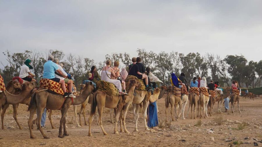 Agadir: Camel Riding Tour with Tea Drink - Practical Tips I’d Use Before You Go
