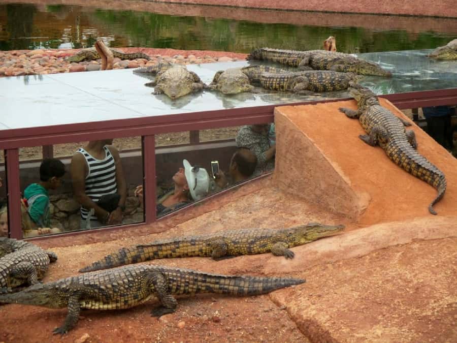 Agadir City Tour & Crocodile Park Adventure & Entry Ticket - Oufella kasbah: the sea view you’ll remember after the animals