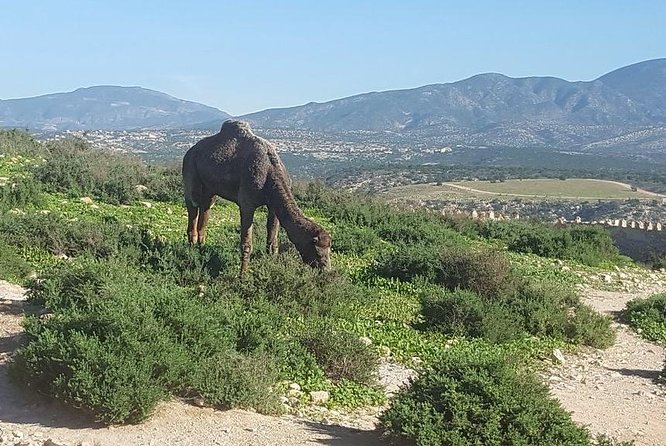 Agadir city tour from riu palace tikida taghazout - Kasbah Agadir Oufella: two stops, old Agadir and Atlas views