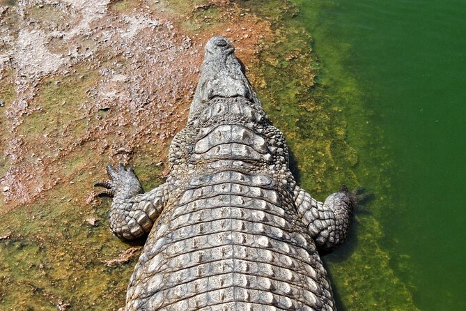 Agadir Crocodile Park Adventure - Key Highlights at a Glance