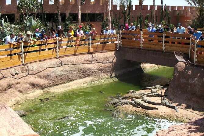 Agadir Crocodile Park Adventure - The On-Site Restaurant Break You’ll Actually Appreciate