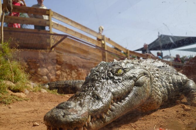 Agadir Crocodile Park Adventure - Price and Value: What $40.71 Really Covers