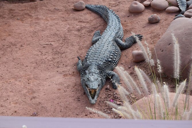 Agadir Crocodile Park Adventure - Pickup and Tickets: The One Thing to Confirm Before You Go