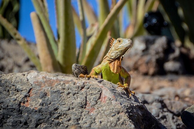 Agadir Crocodile Park Adventure - The Ride From Agadir or Taghazout: Comfort Matters on the Hills