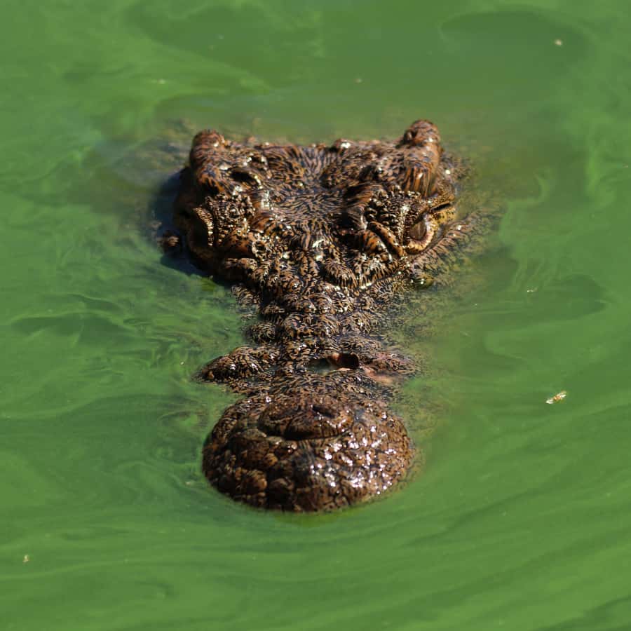 Agadir: Crocoparc Entry Ticket with Transfers, Guide, & Tea - Key highlights to expect at Crocoparc
