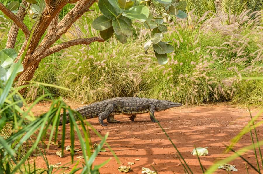 Agadir: Crocoparc Entry Ticket with Transfers, Guide, & Tea - Optional zip wire over crocodiles, the extra you’ll want to think about