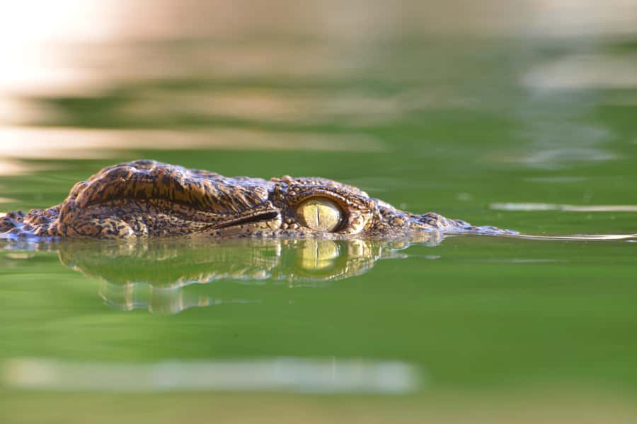Agadir: Crocoparc Skip-the-Line Entry Ticket - Key Things That Make Crocoparc Agadir Worth Your Time