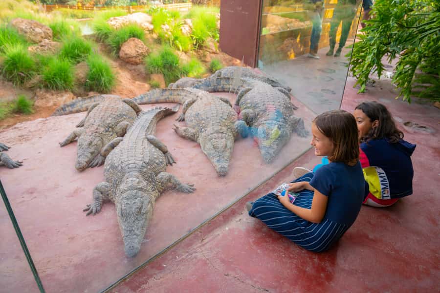Agadir: Crocoparc Skip-the-Line Entry Ticket - Crocodile Central: Nile Crocodiles, Desert Crocodiles, and Feeding Moments