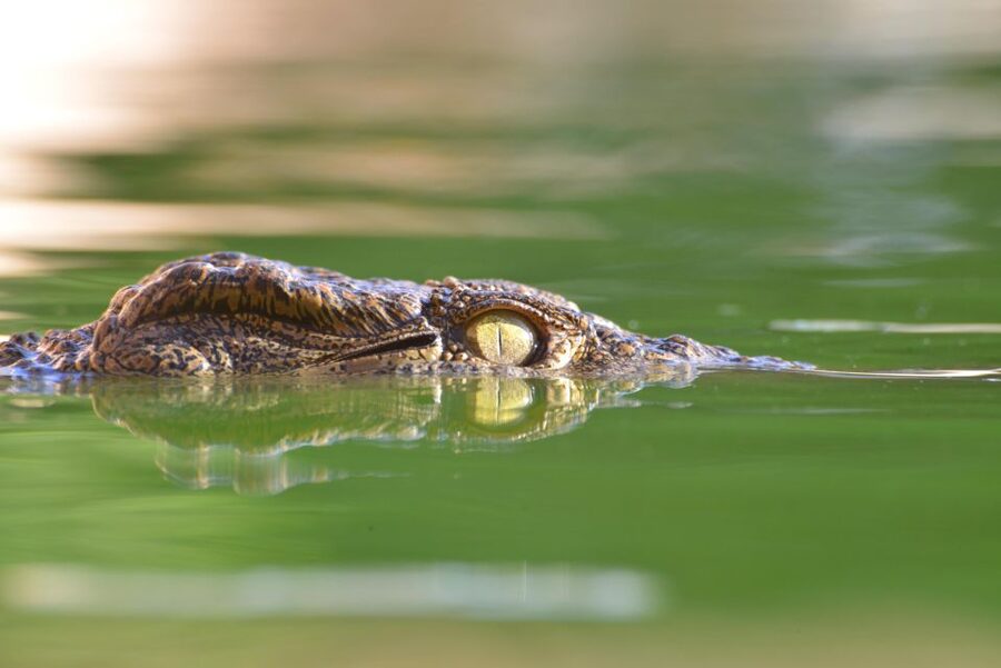 Agadir: Crocoparc Skip-the-Line Entry Ticket - Snakes, Pythons, Anacondas, and the Rest of the Reptile World