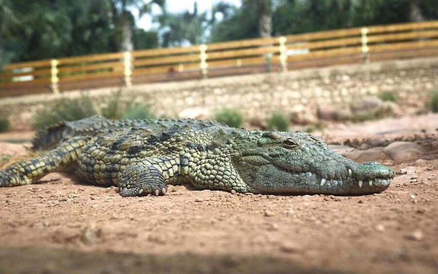 Agadir Crocoparc: Ticket and Transfer - Price value check: is it worth $46?