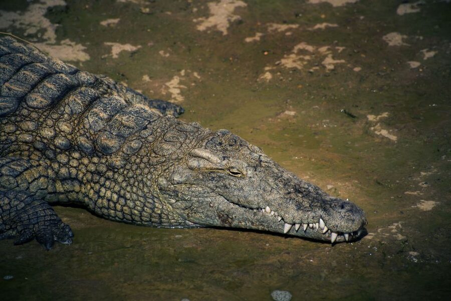 Agadir Crocoparc: Ticket and Transfer - Two hours of free time: how to use it without rushing