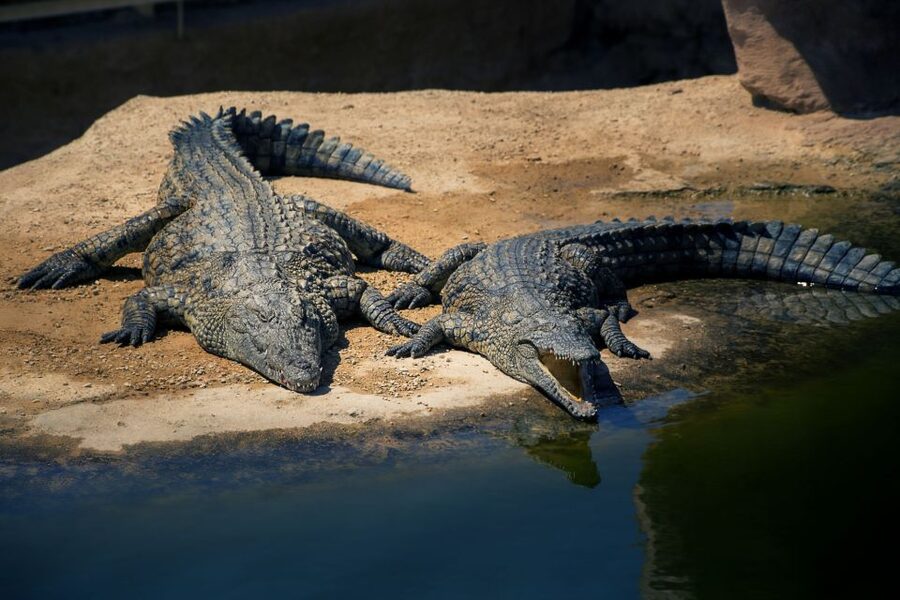 Agadir Crocoparc: Ticket and Transfer - The crocodile experience: seeing 300+ Nile crocodiles safely