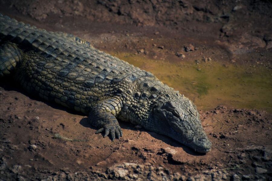 Agadir Crocoparc: Ticket and Transfer - Languages and comfort: easy communication for a relaxed visit