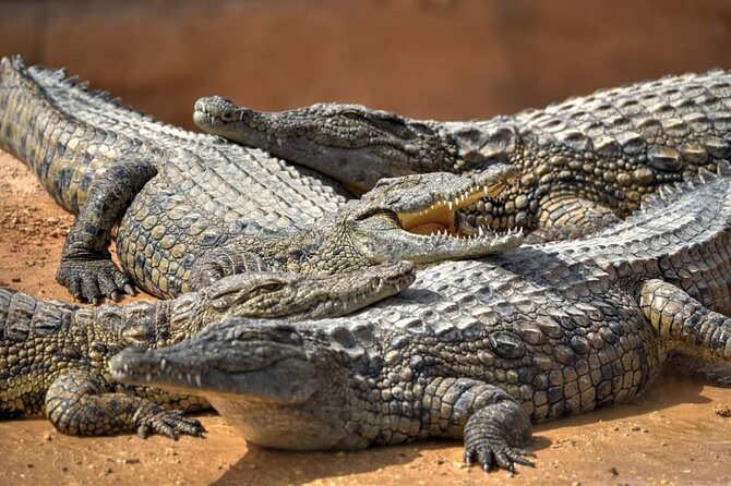 Agadir Crocoparc tickets & Shuttle service - The park walk: 300+ Nil crocodiles and a forest-like layout
