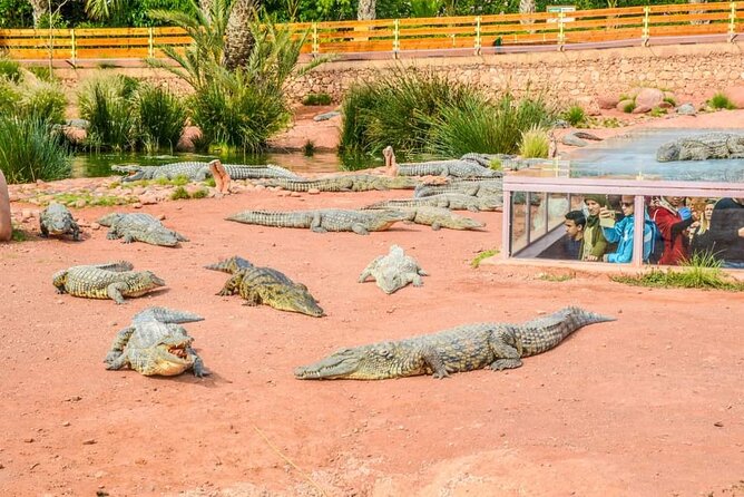 Agadir Crocoparc tickets & Shuttle service - Shuttle service from Agadir: pickup, comfort, and getting in smoothly