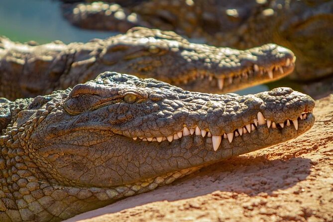 Agadir Crocoparc tickets & Shuttle service - Tickets, mobile access, and what to expect on arrival