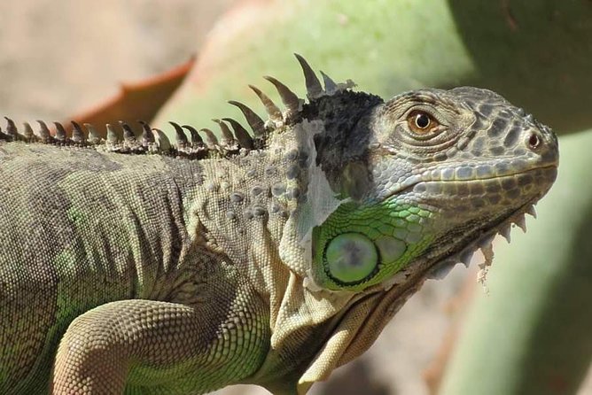 Agadir Crocoparc Transfer & Admission tickets - Crocoparc in Agadir, What You Are Really Paying For