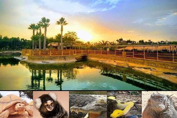 Agadir Crocoparc Transfer & Admission tickets - Walk Pace, Breaks, Cafe, and On-Site Extras