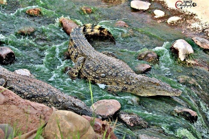 Agadir Crocoparc Transfer & Admission tickets - Who This Transfer and Admission Fits Best