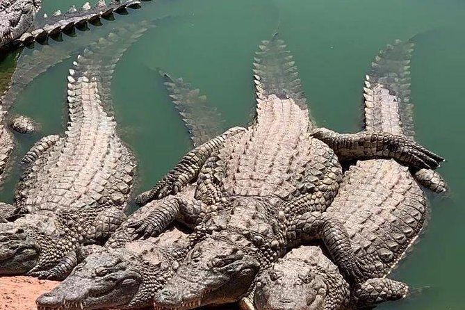 Agadir Crocoparc Transfer & Admission tickets - Your Time at Crocoparc, Crocodiles Plus the Desert-Flora Setting
