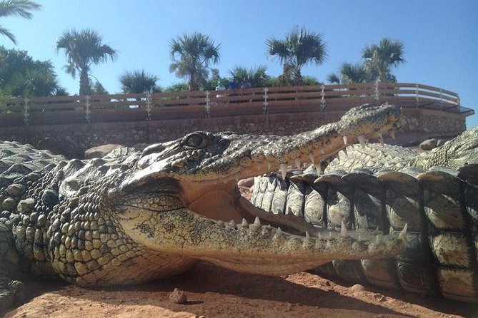 Agadir Crocoparc With Transfer & Admission ticket - Key highlights I would plan around