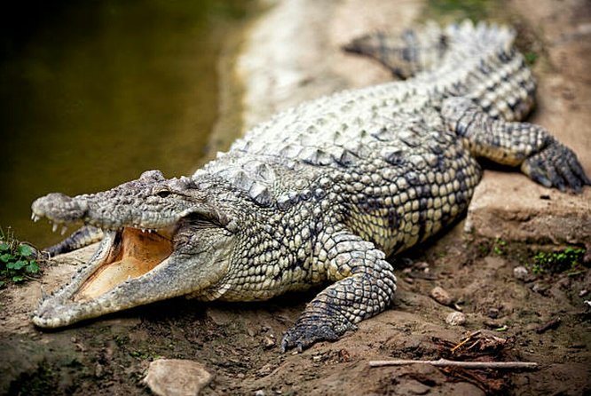 Agadir Crocoparc With Transfer & Admission ticket - The Round-Trip Schedule: A 30-Minute Ride Out, Then Back to Your Hotel