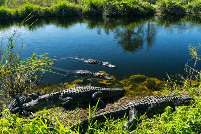 Agadir Crocoparc With Transfer & Admission ticket - Price and Value Check for $36.01 With Admission and Transfer