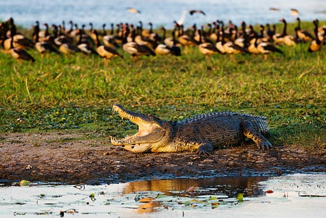 Agadir Crocoparc With Transfer & Admission ticket - Comfort, What to Bring, and How to Time Your Visit