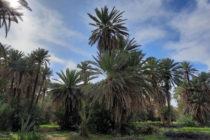 Agadir Day Trip to Taroudant and Tiout Oasis with Lunch - Price and Value: Is $40.65 Fair for This Day?