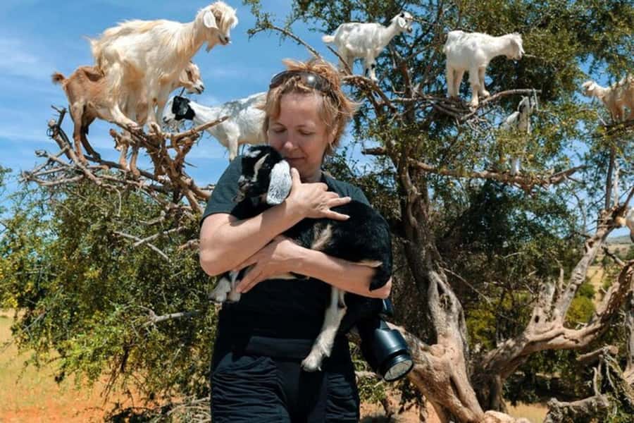 Agadir: Discover Argan Tree-Climbing Goats on a Morning Tour - Argan-tree goats in Agadir: the spectacle you can actually see
