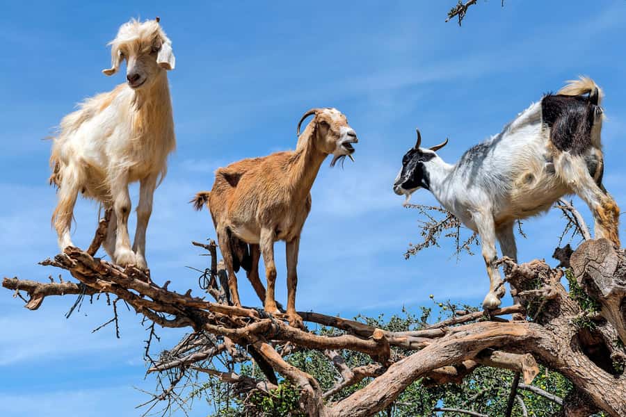 Agadir: Discover Argan Tree-Climbing Goats on a Morning Tour - The goat stop: petting time, branch views, and what to wear