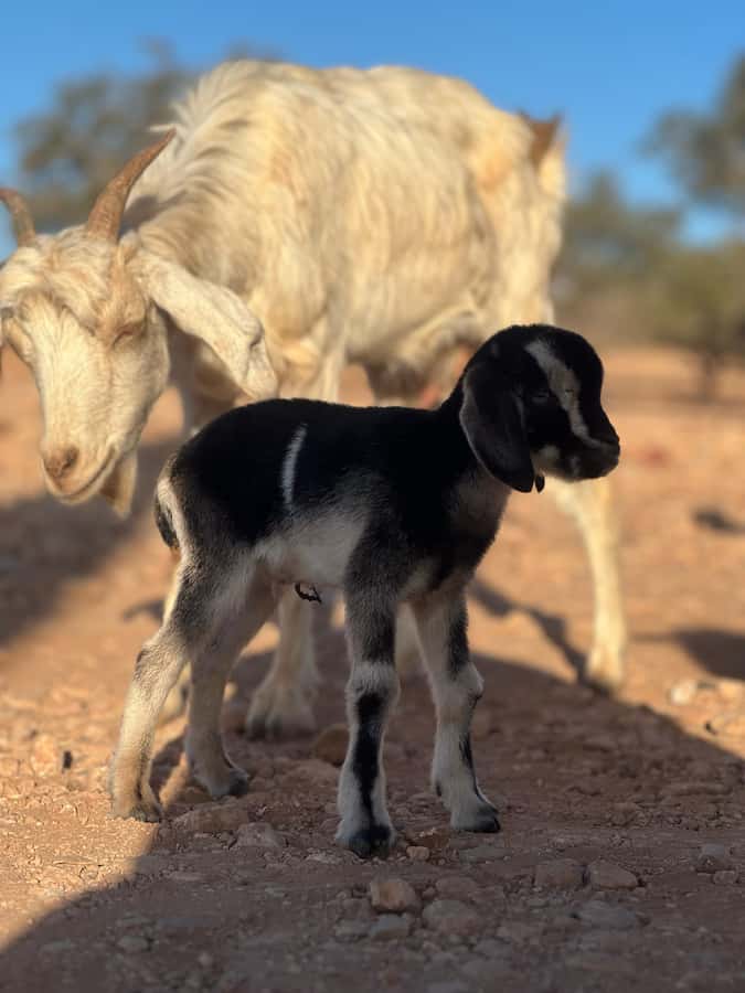 Agadir: Discover Argan Tree-Climbing Goats on a Morning Tour - The Argan oil cooperative: traditional methods, tea, and the product shop reality