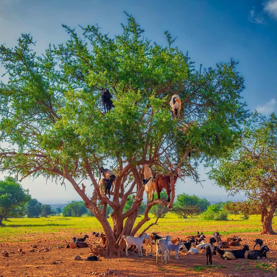 Agadir: Discover Argan Tree-Climbing Goats on a Morning Tour - FAQ