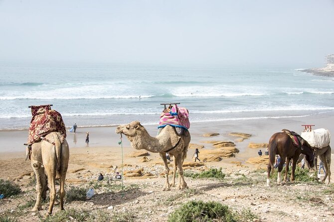 Agadir Dune Quad Bike and Sunset Camel ride Adventure - Stop 2 at Taghazout Beach: Sunset Camel Ride With Anti Atlas Views