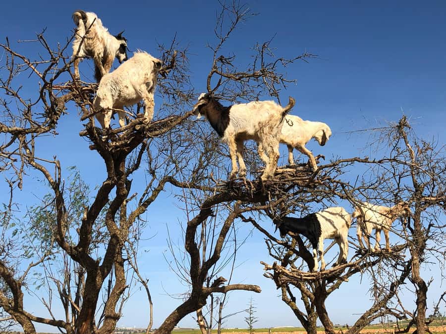 Agadir: Essaouira Guided Day Trip - Flying Goats, Berber Tea, and Argan Oil Stops That Set the Tone
