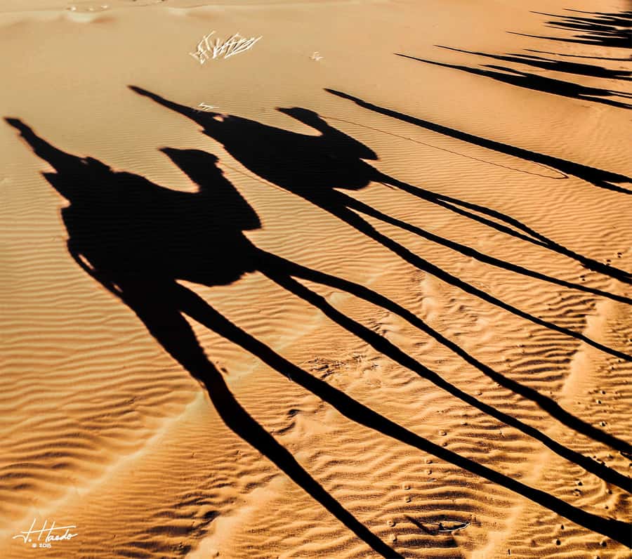 Agadir: Flamingo River Camel Ride with Optional BBQ Dinner - Key Highlights You Should Know