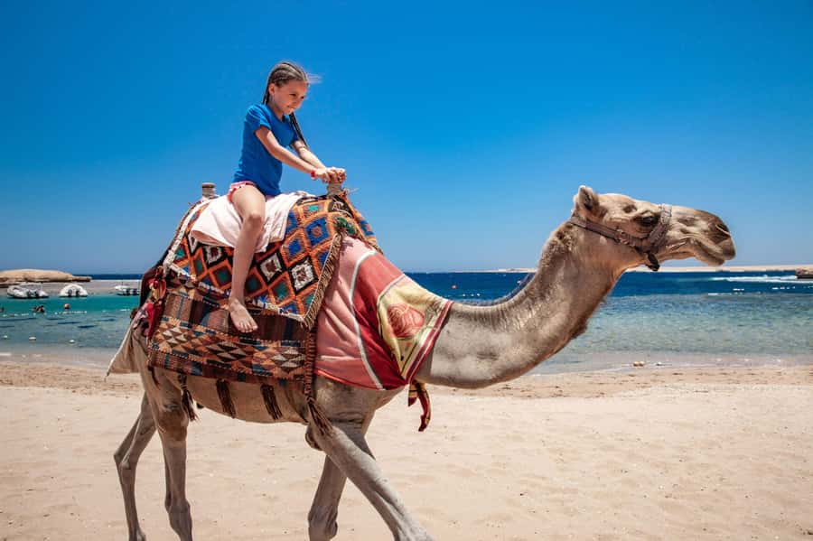 Agadir: Flamingo River Camel Ride with Optional BBQ Dinner - Why This Camel Ride Feels Like More Than a Photo Stop