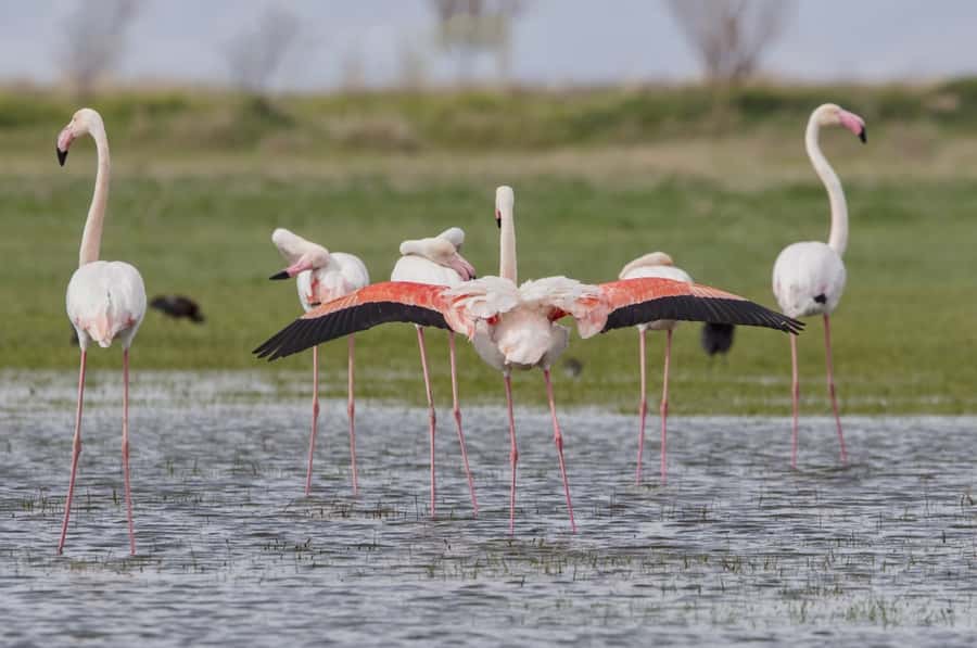 Agadir: Flamingo River Camel Ride with Optional BBQ Dinner - From Your Hotel to the Ranch: Getting Set Up Right