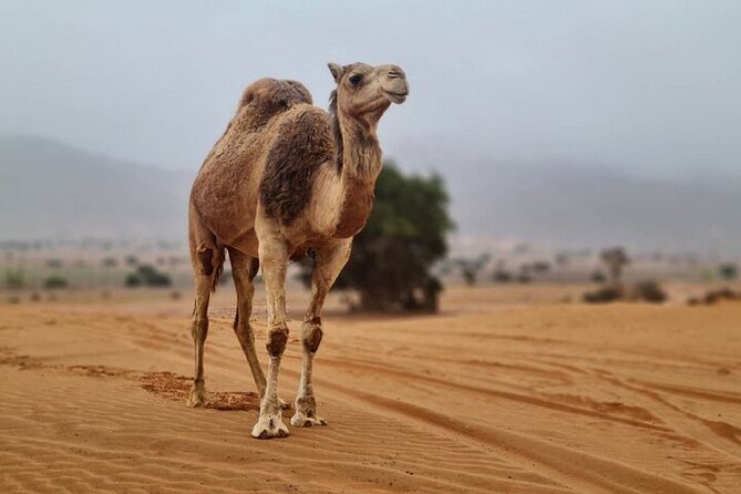 Agadir Jeep Safari Desert Day Trip including Lunch & camel ride - 4x4 Souss-Massa: the kind of desert day that stays fun