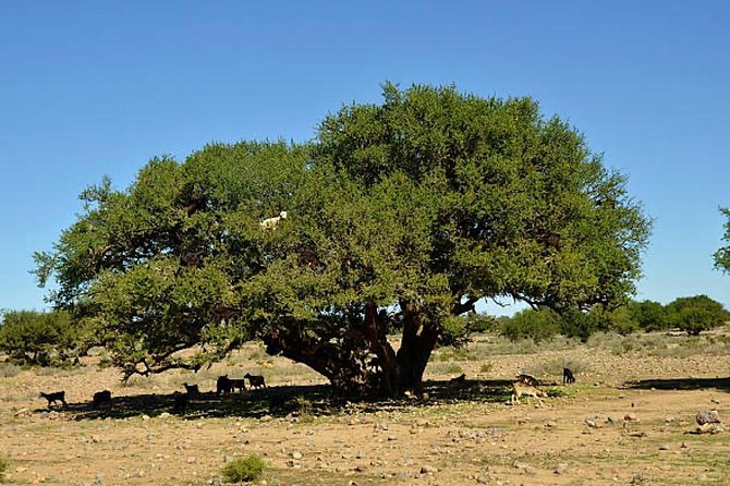Agadir Morocco 4WD Sahara Tours with Lunch - Souss-Massa river stop: birds, a rest break, and flamingo odds