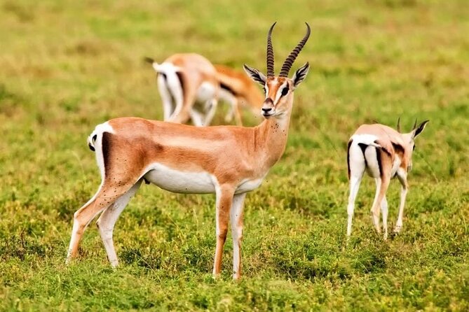 Agadir National Park & 4×4 Jeep Desert Safari Tour with Lunch - Key things that make this Agadir safari worth your time
