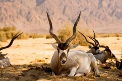 Agadir National Park & 4×4 Jeep Desert Safari Tour with Lunch