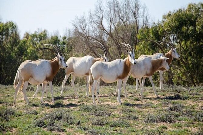Agadir National Park & 4×4 Jeep Desert Safari Tour with Lunch - Berber village rhythm, Massa city stops, and the Sous River bird breeding site