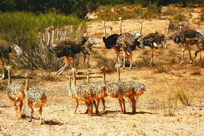 Agadir National Park & 4×4 Jeep Desert Safari Tour with Lunch - Rasmouka banana oasis, Tajine lunch, and dam views toward the Anti Atlas
