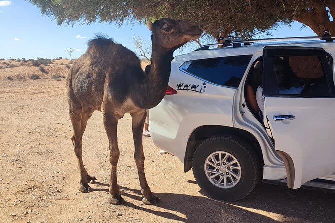 Agadir or taghazout : 4×4 Jeep Sahara Desert Trip with Lunch - What You Really Get for $38.67: Value That Adds Up
