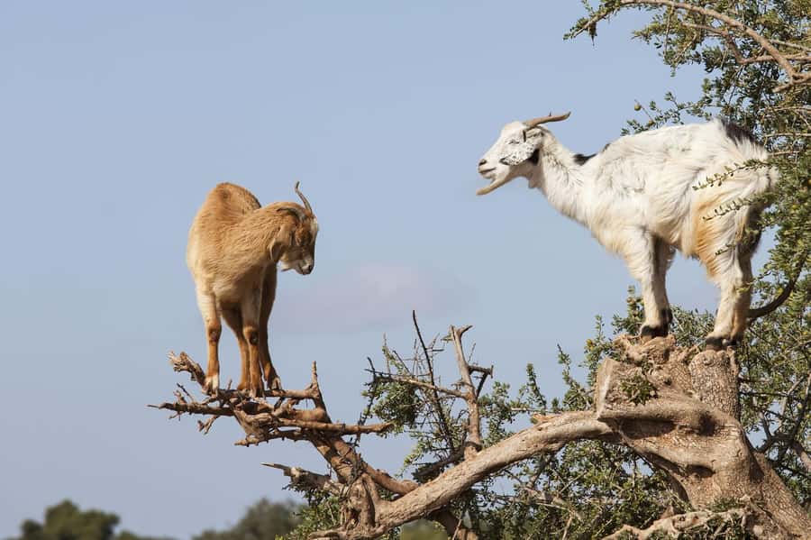 Agadir or Taghazout: Goat on Trees and Crocoparc with Pickup - Key highlights you’ll actually feel