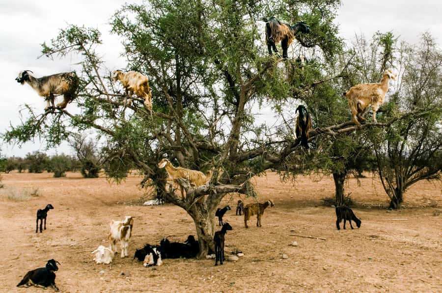 Agadir or Taghazout: Goat on Trees and Crocoparc with Pickup - Crocoparc Agadir: walk it like a park, not a checklist
