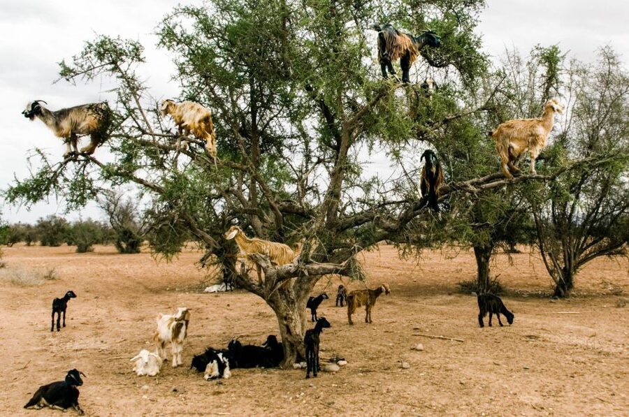 Agadir or Taghazout: Goat on Trees and Crocoparc with Pickup - Should you book the Goat-on-Trees and Crocoparc combo?